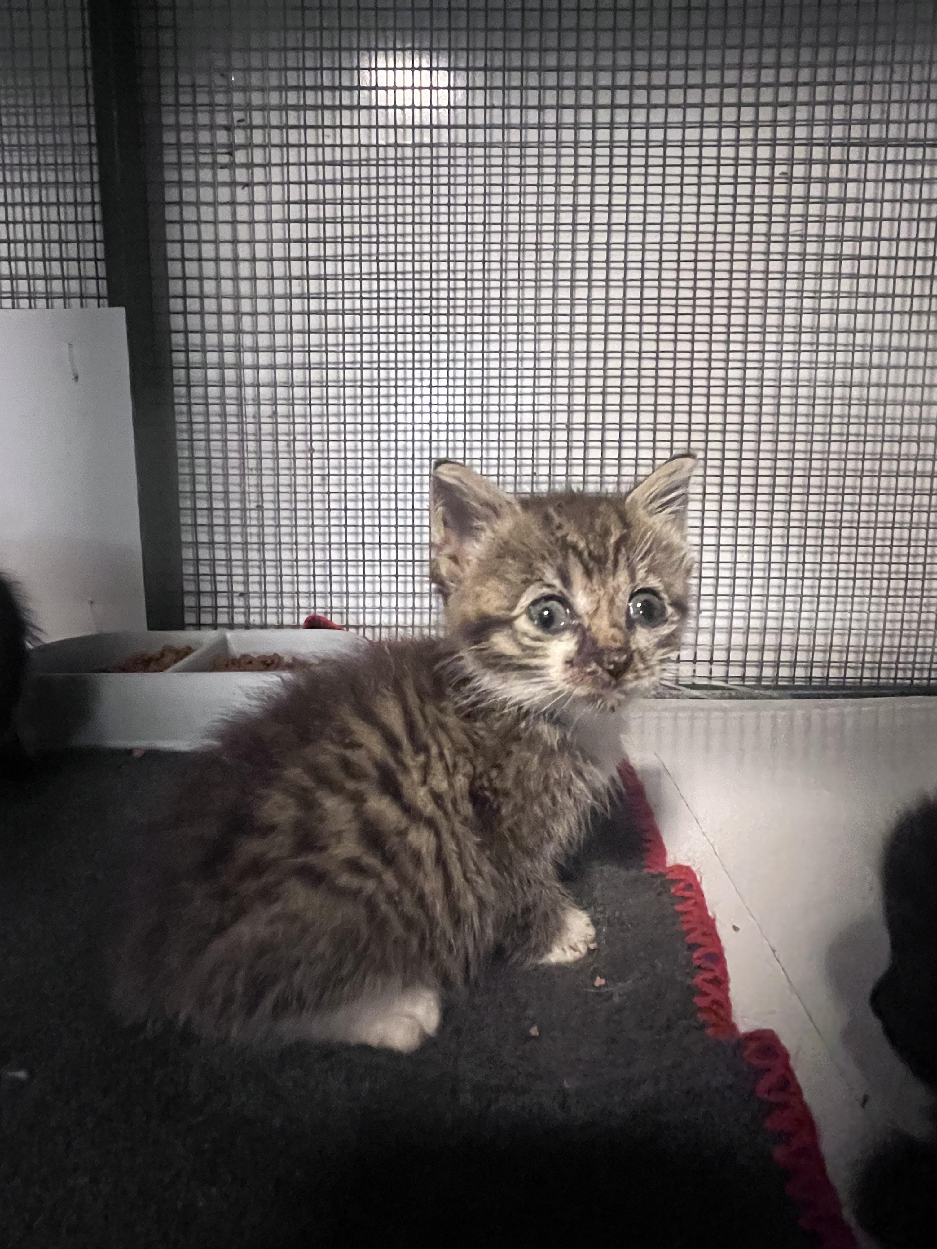 Enlarge Kittens, a Adoptable Domestic Medium Hair in Baltimore, MD image 5/5