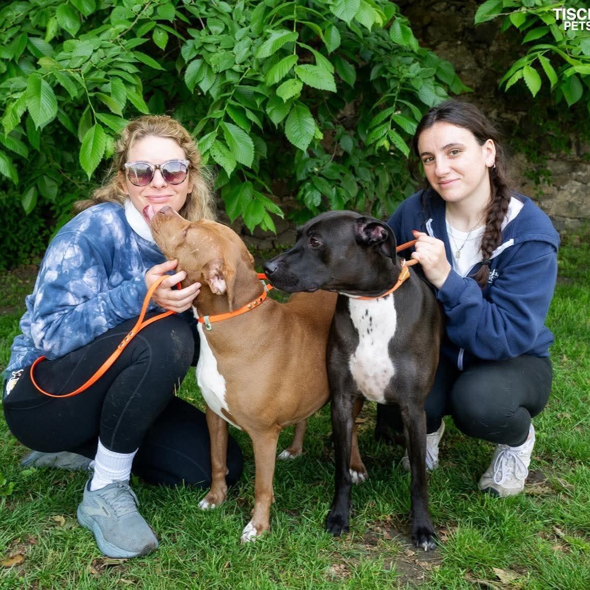 Bahama Mama & Julep, ADOPTABLE, Adult Female Mixed Breed.
