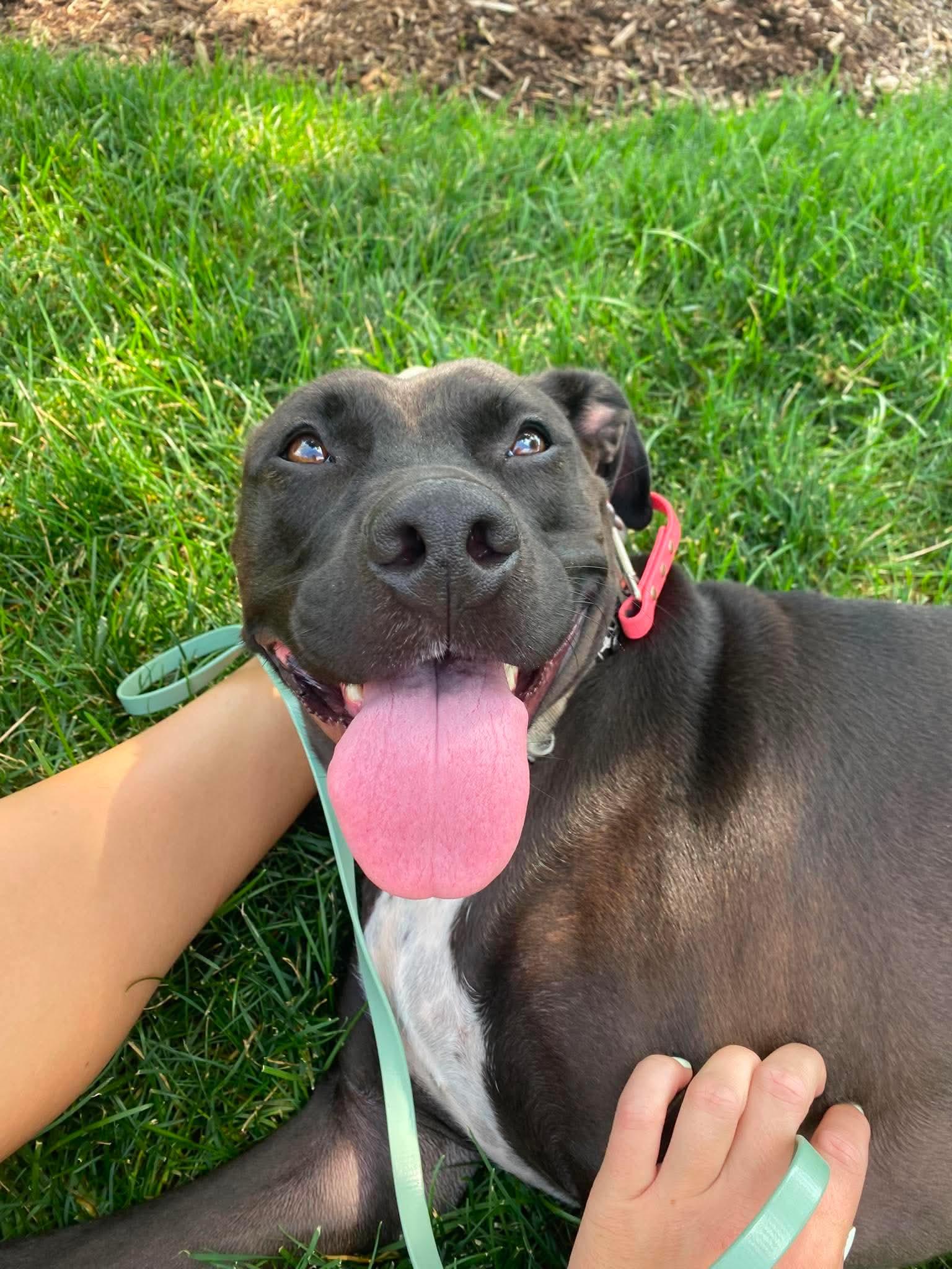 Julep, a ADOPTABLE mixed breed in Stamford, CT image 4/6