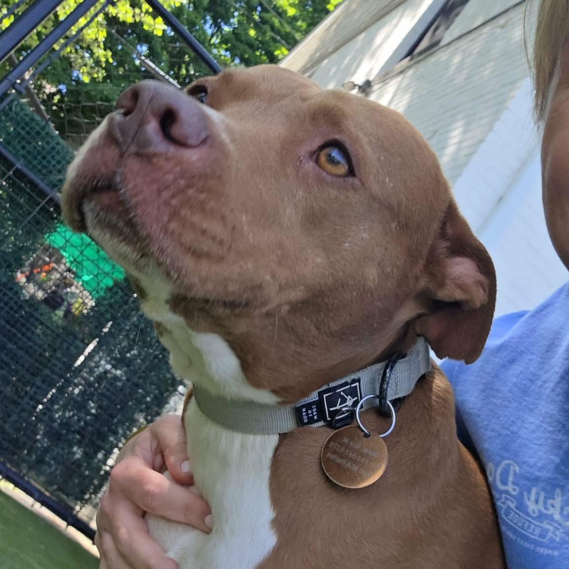 Bahama Mama & Julep, a ADOPTABLE mixed breed in Stamford, CT image 3/5