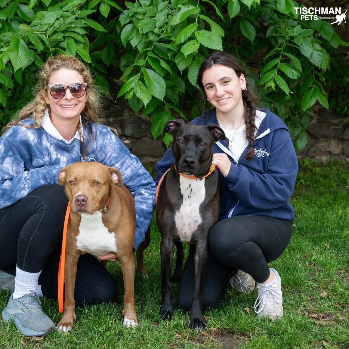 Bahama Mama & Julep, a ADOPTABLE mixed breed in Stamford, CT image 2/5