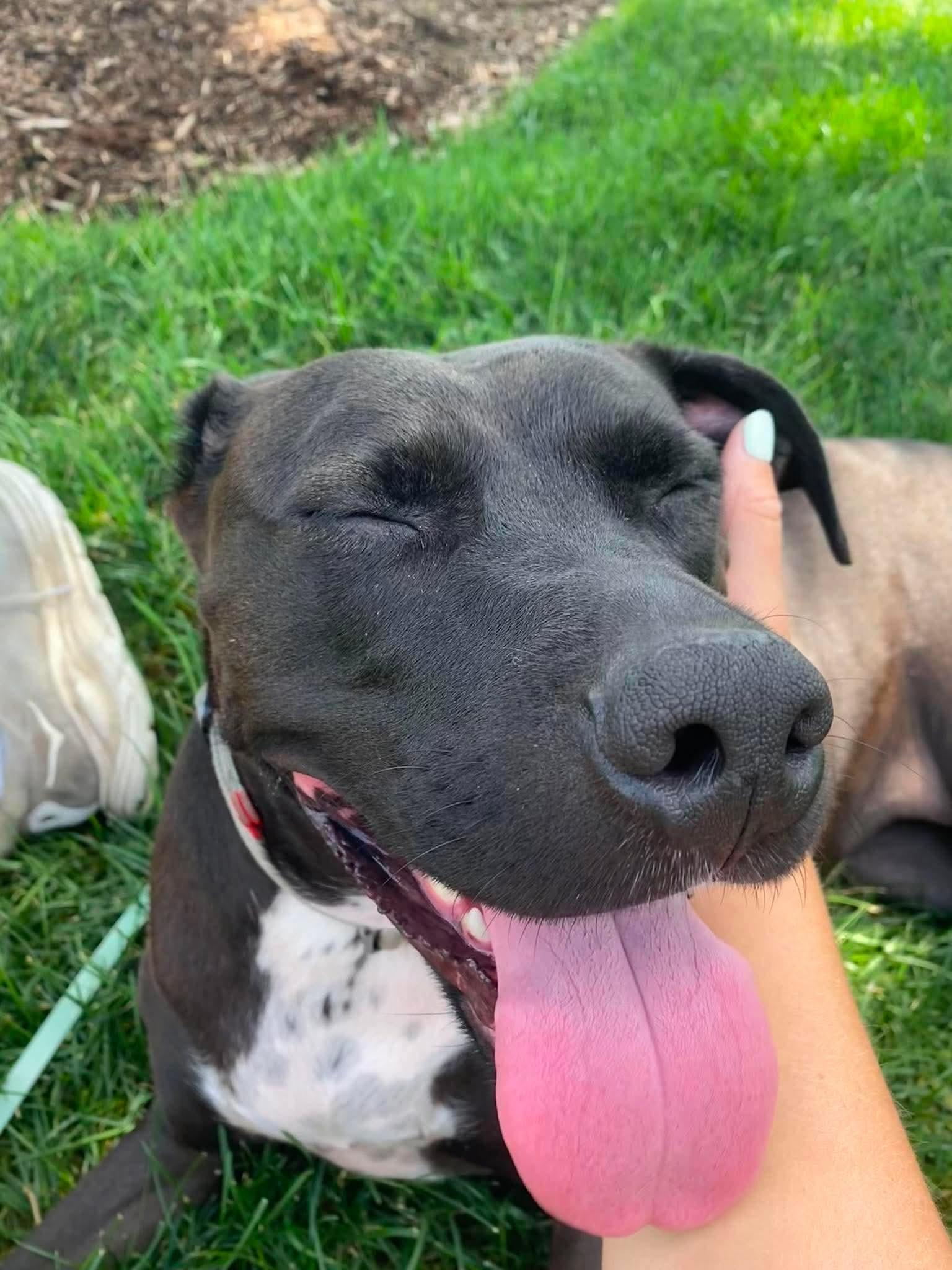 Julep, a ADOPTABLE mixed breed in Stamford, CT image 6/6