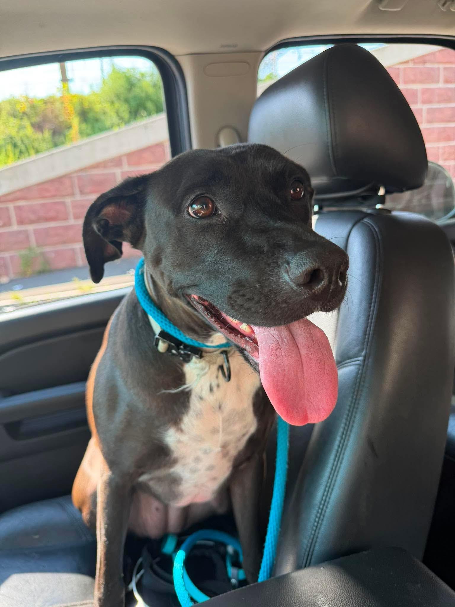 Julep, a ADOPTABLE mixed breed in Stamford, CT image 5/6