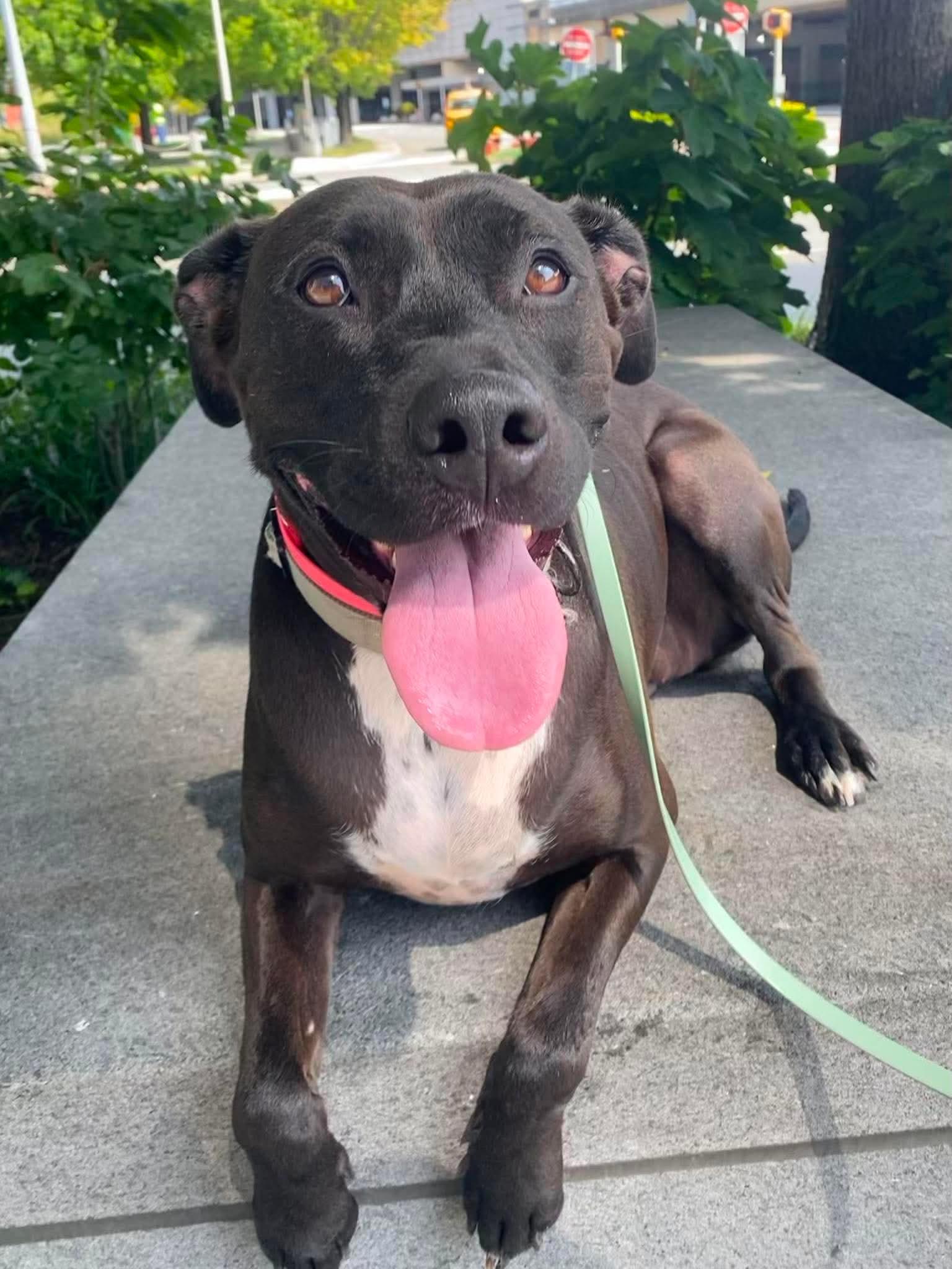 Julep, ADOPTABLE, Adult Female Mixed Breed.