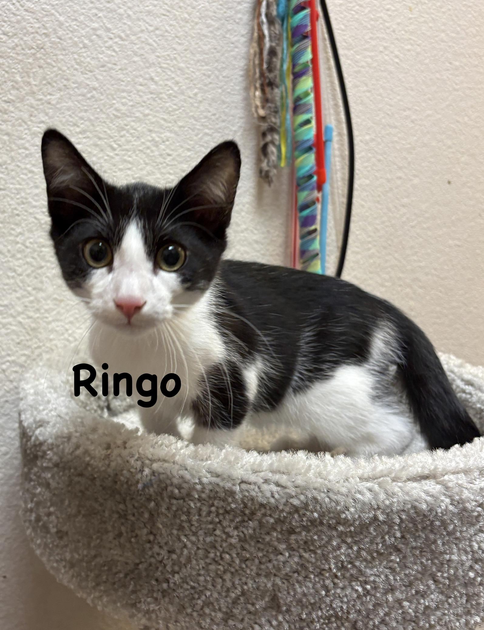 Enlarge Ringo (call 602-692-1499 to meet Ringo), a Adoptable mixed breed in Phoenix, AZ image 1/3