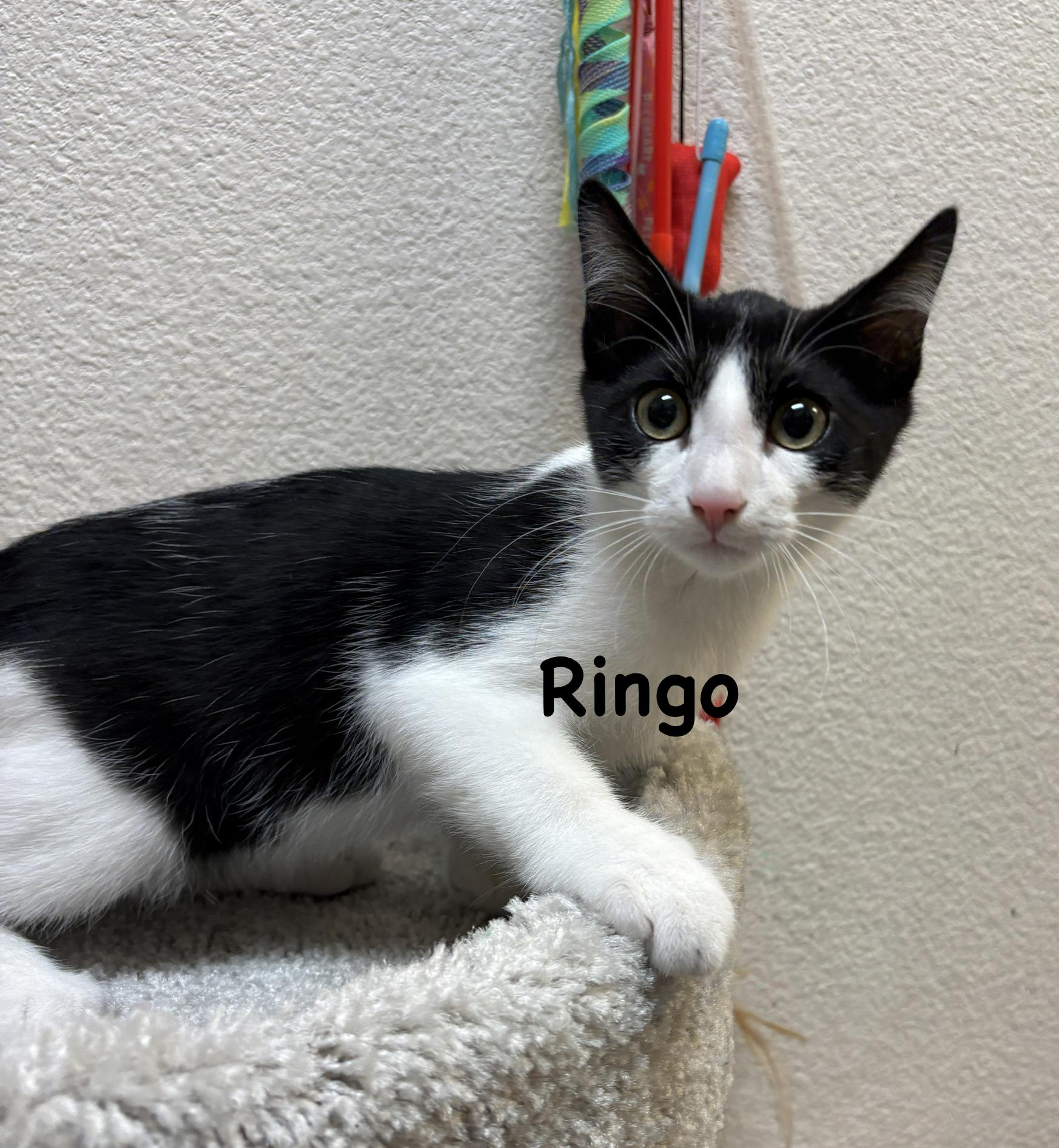 Enlarge Ringo (call 602-692-1499 to meet Ringo), a Adoptable mixed breed in Phoenix, AZ image 2/3