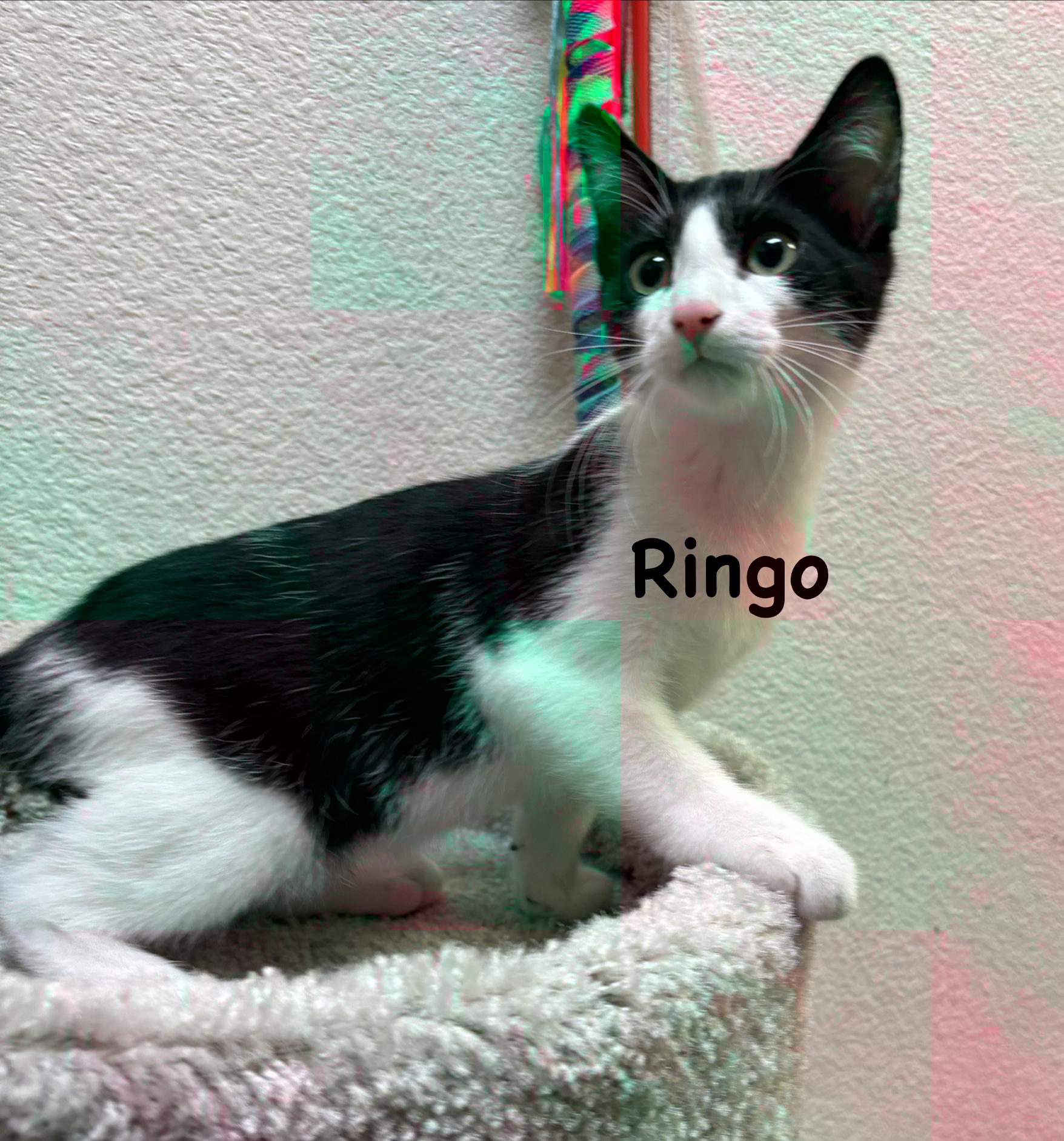 Enlarge Ringo (call 602-692-1499 to meet Ringo), a Adoptable mixed breed in Phoenix, AZ image 3/3