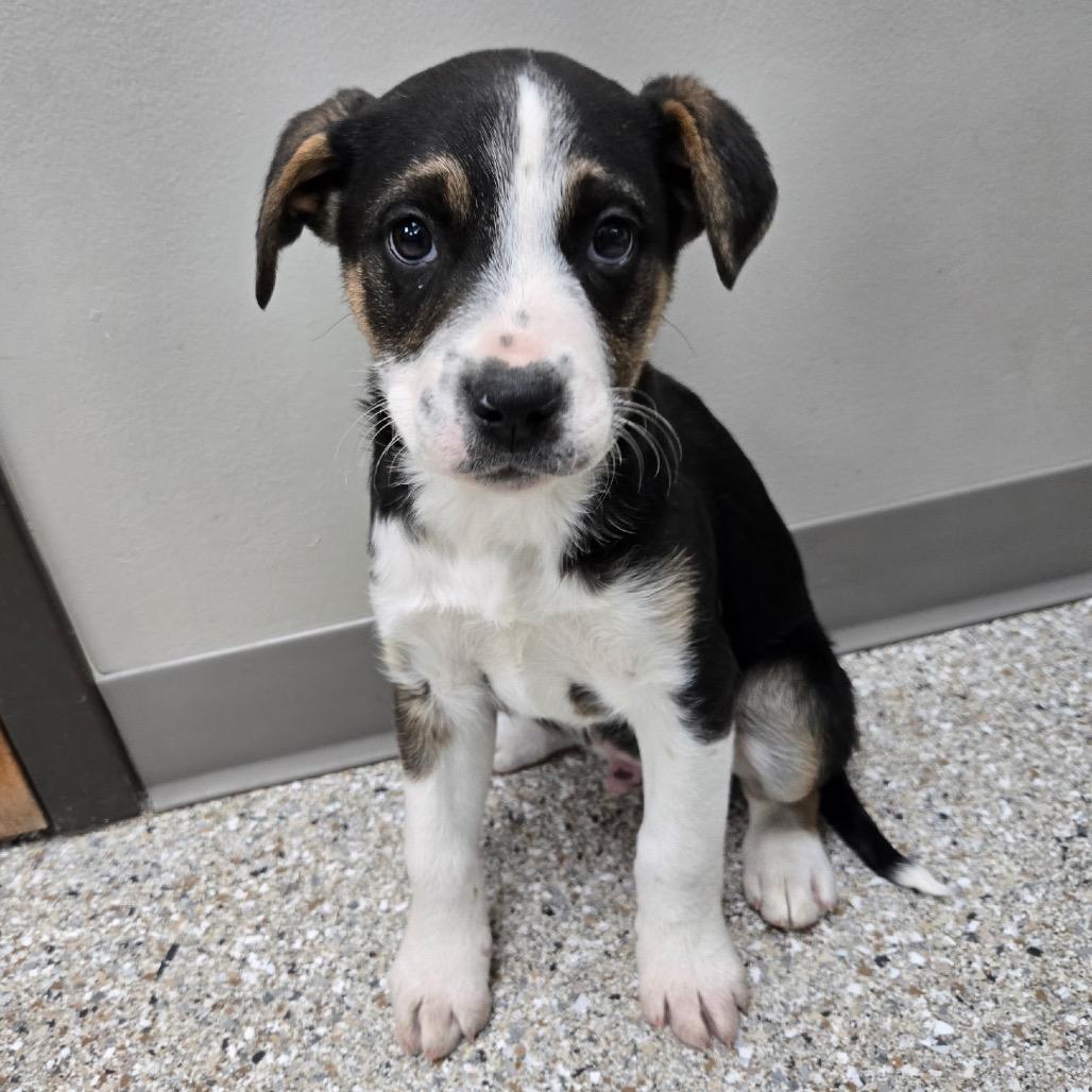 Ranger, Adoptable, Puppy Male Treeing Walker Coonhound.