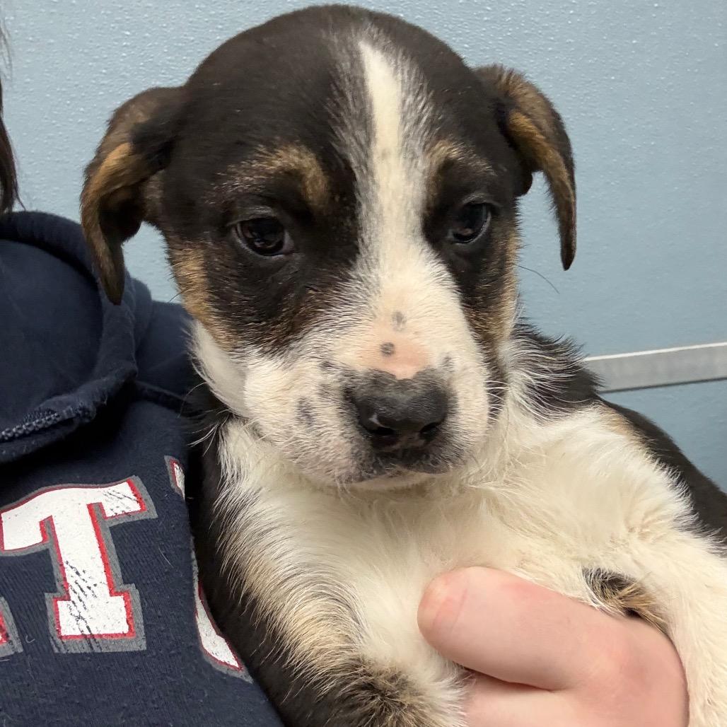 Enlarge Ranger, a Adoptable mixed breed in Detroit Lakes, MN image 2/2