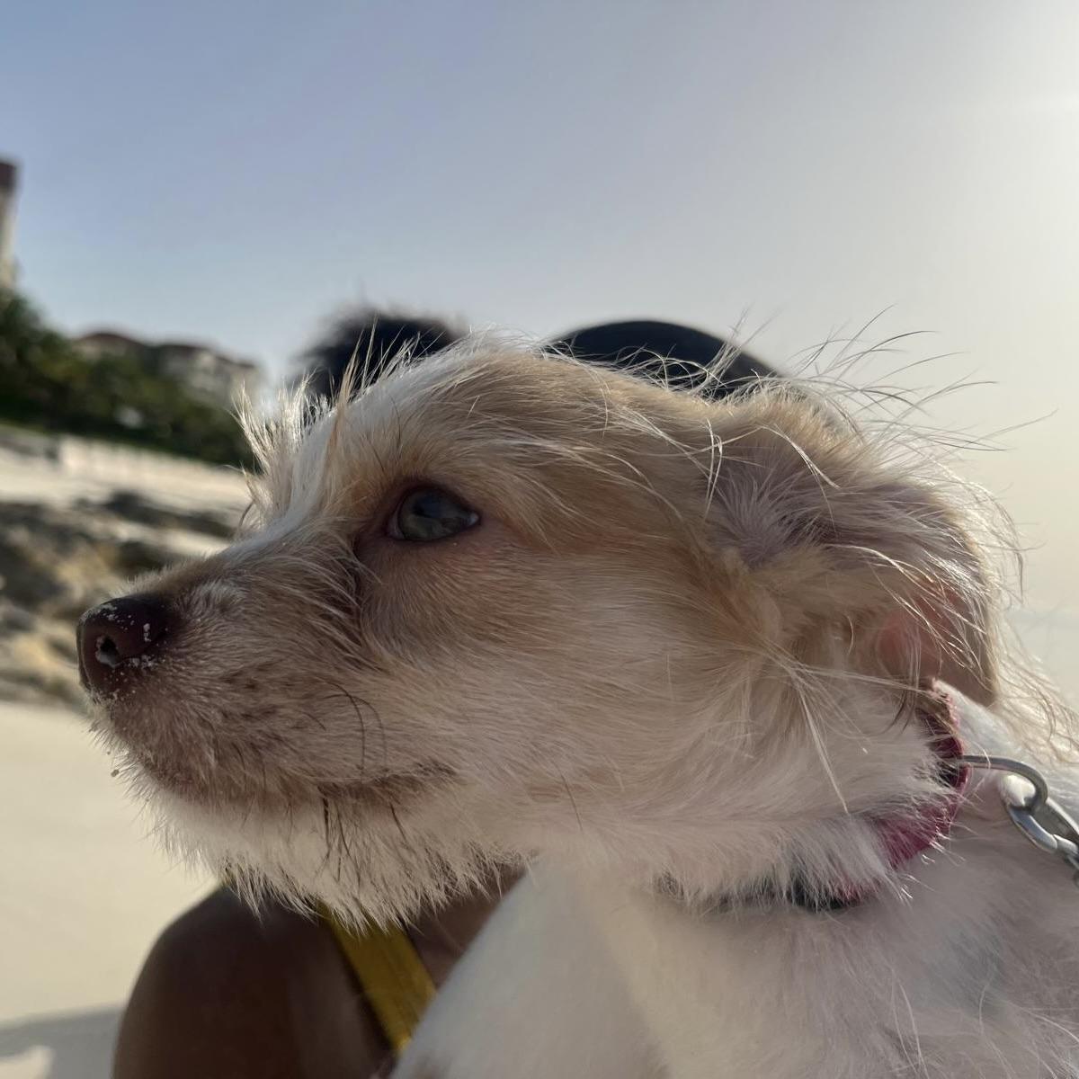 Pudgy (20250911-02) — thumbnail 2