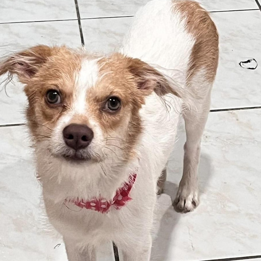 Pudgy (20250911-02) — thumbnail 3