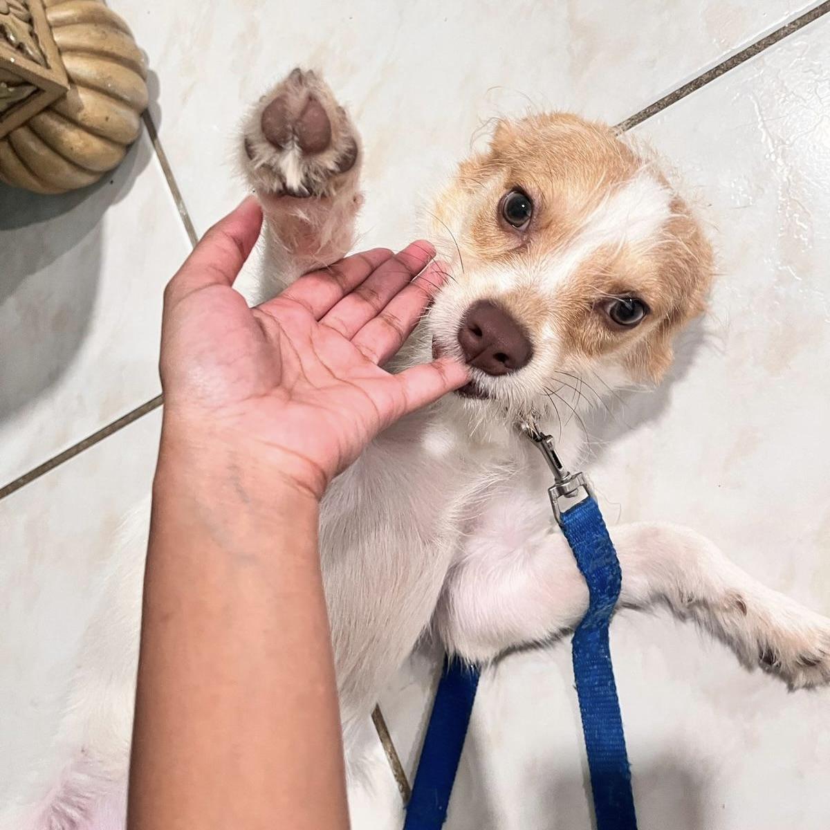 Pudgy (20250911-02) — thumbnail 4