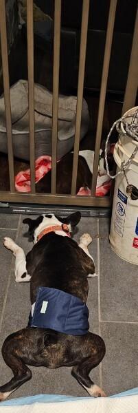 LD for Little Dean - 4537 Chattanooga, TN 37415, Adoptable, Young Male Boston Terrier.