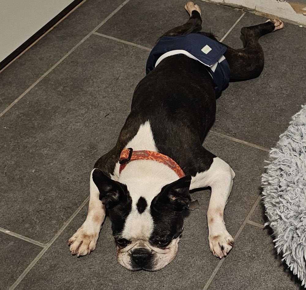 Enlarge LD for Little Dean - 4537 Chattanooga, TN 37415, a Adoptable Boston Terrier in Maryville, TN image 2/6