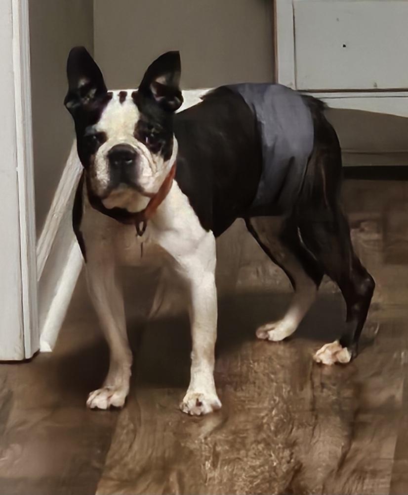 Enlarge LD for Little Dean - 4537 Chattanooga, TN 37415, a Adoptable Boston Terrier in Maryville, TN image 3/6