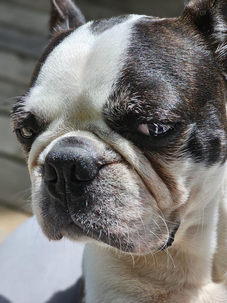 Enlarge LD for Little Dean - 4537 Chattanooga, TN 37415, a Adoptable Boston Terrier in Maryville, TN image 4/6