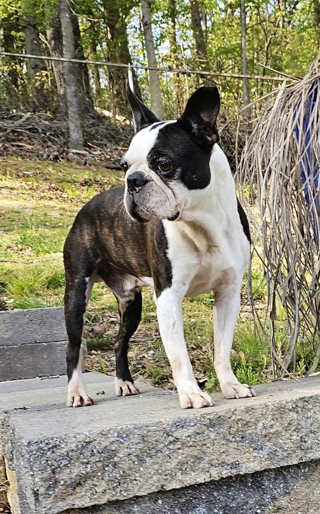 Enlarge LD for Little Dean - 4537 Chattanooga, TN 37415, a Adoptable Boston Terrier in Maryville, TN image 6/6