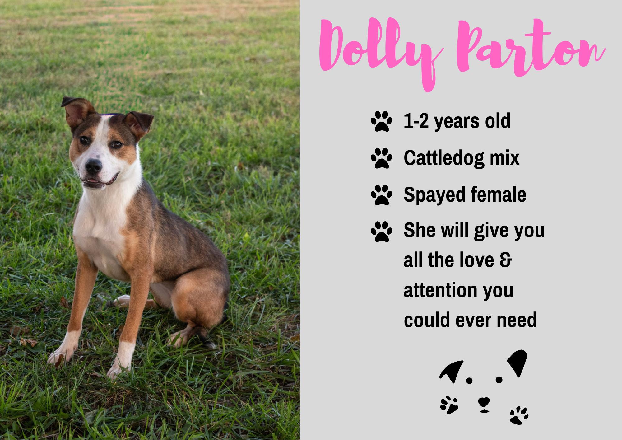 Enlarge Dolly Parton, a Adoptable mixed breed in Junction City, KS image 1/1