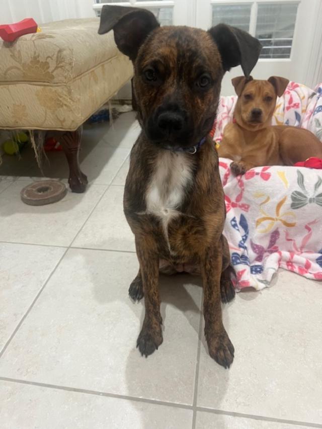 Pebbles, a ADOPTABLE Boxer in Costa Mesa , CA image 2/2