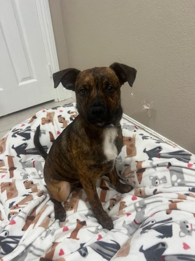 Pebbles, ADOPTABLE, Puppy Female Boxer.