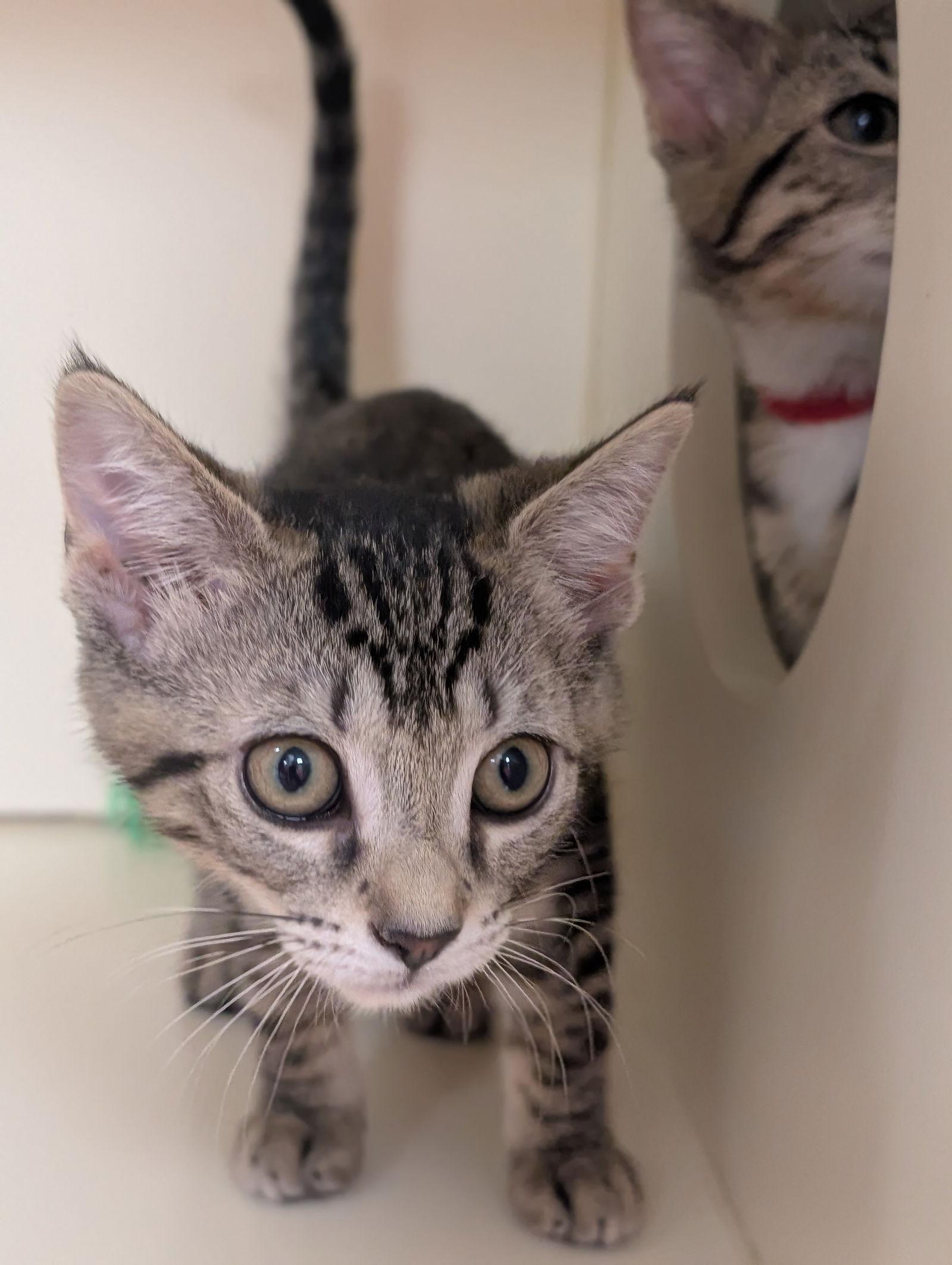 Enlarge Bella, a Adoptable Domestic Short Hair in Lancaster, PA image 1/2