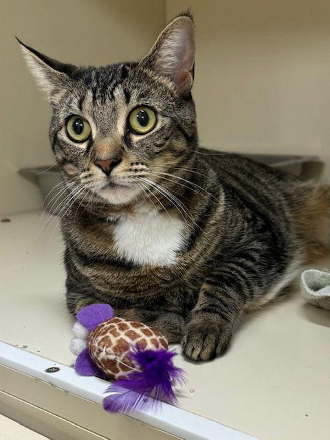 Enlarge Bella, a Adoptable Domestic Short Hair in Lancaster, PA image 2/2