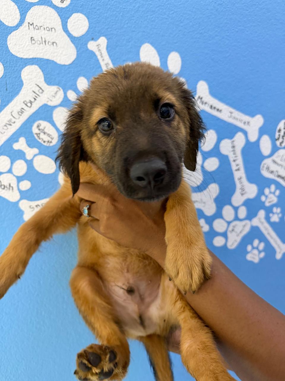Enlarge Hurley, an adopted mixed breed in Etobicoke, ON image 2/2