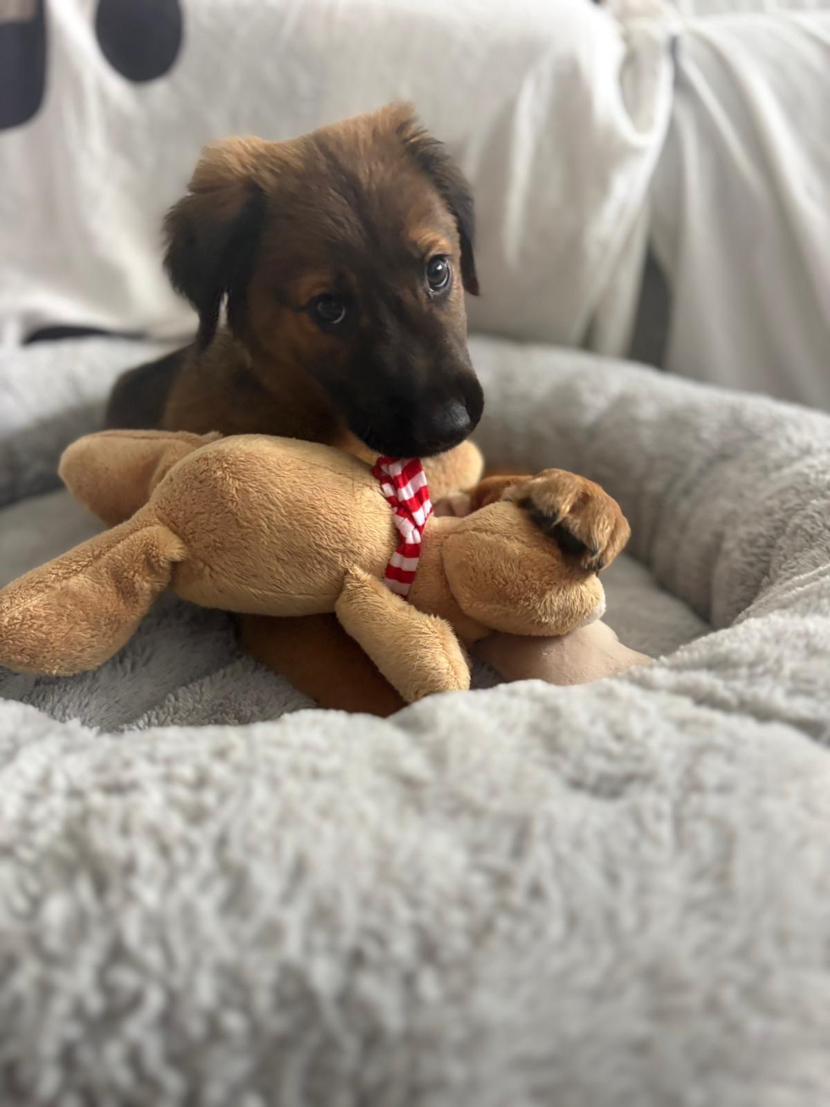 Enlarge Hurley, an adopted mixed breed in Etobicoke, ON image 1/2