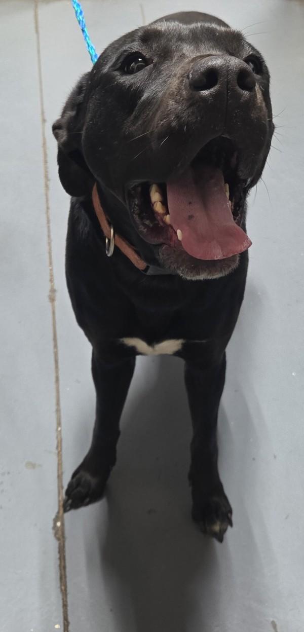 26-01-0124a Lilo, Adoptable, Adult Female Labrador Retriever & Pit Bull Terrier.
