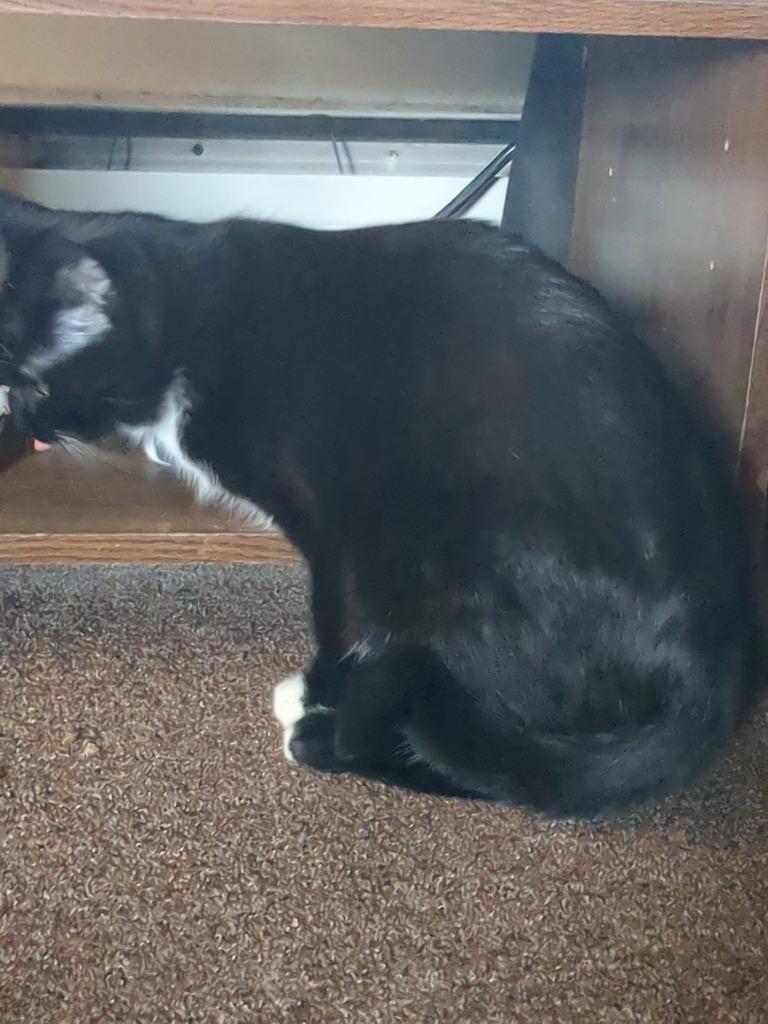 Dyna **COURTESY LISTING**, Adoptable, Adult Female Domestic Short Hair.