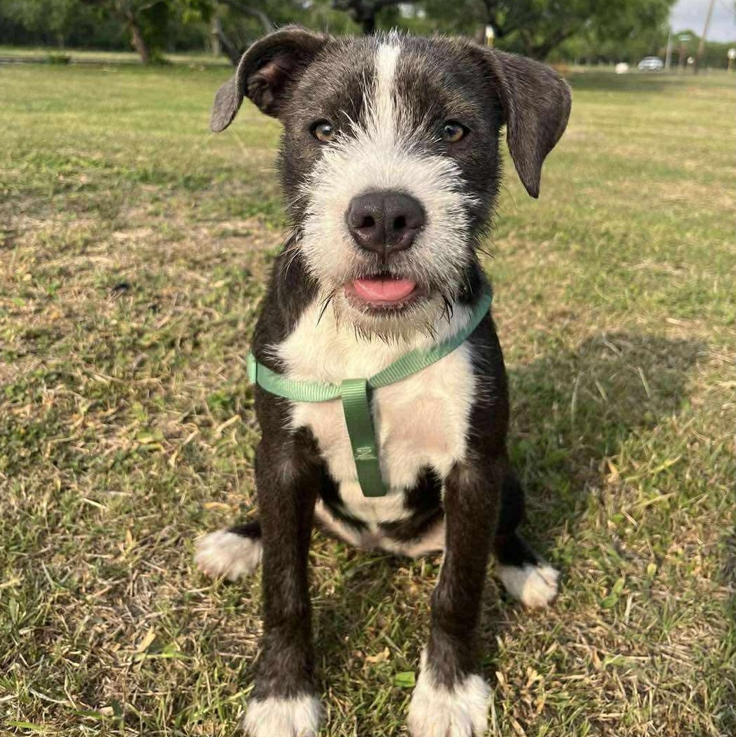 Suki, Adopted, Young Female Terrier.