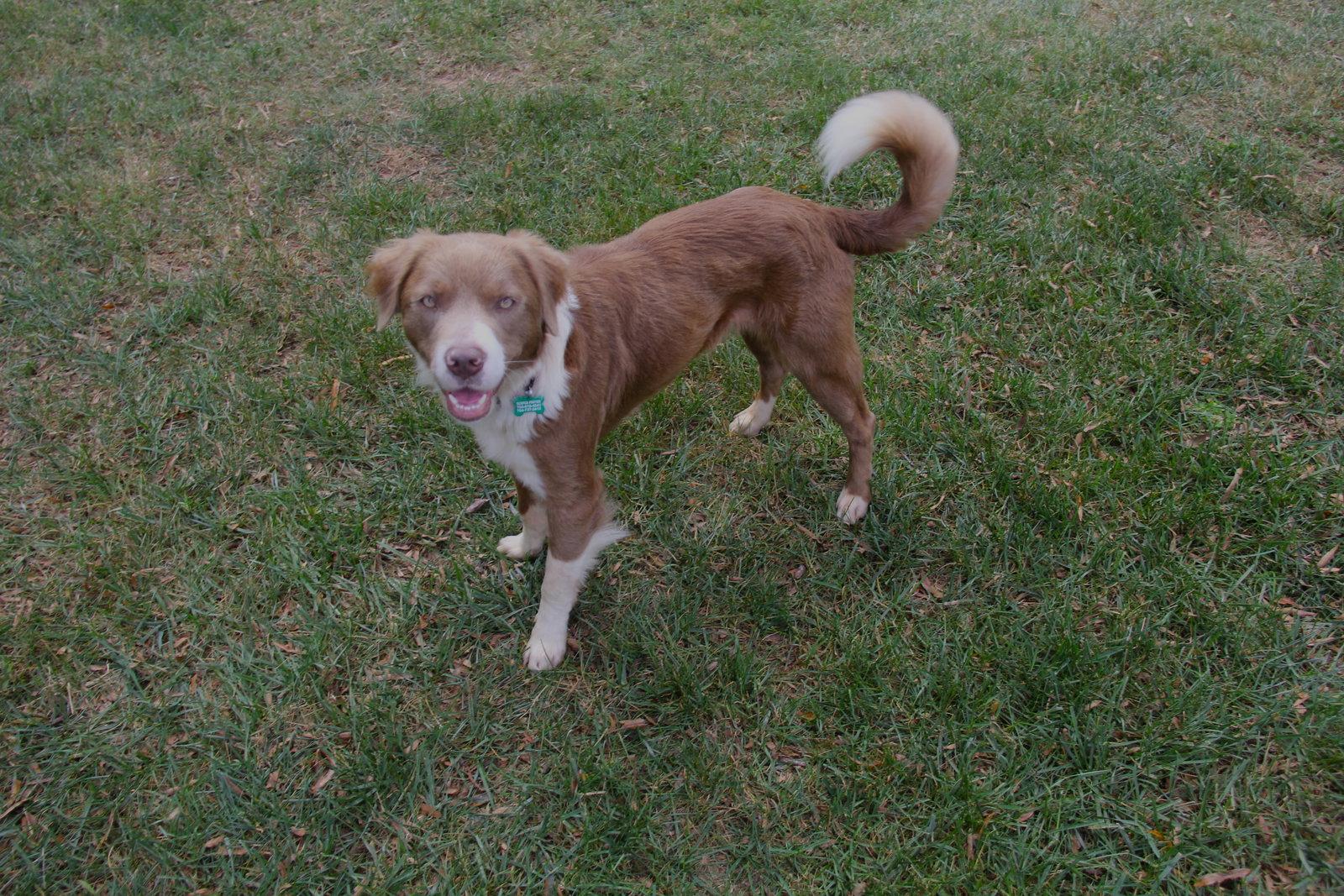 Marlin, Adoptable, Adult Male Australian Shepherd.