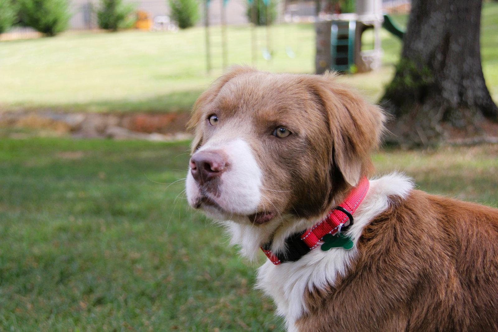 Enlarge Marlin, a Adoptable Australian Shepherd in Charlotte, NC image 3/3