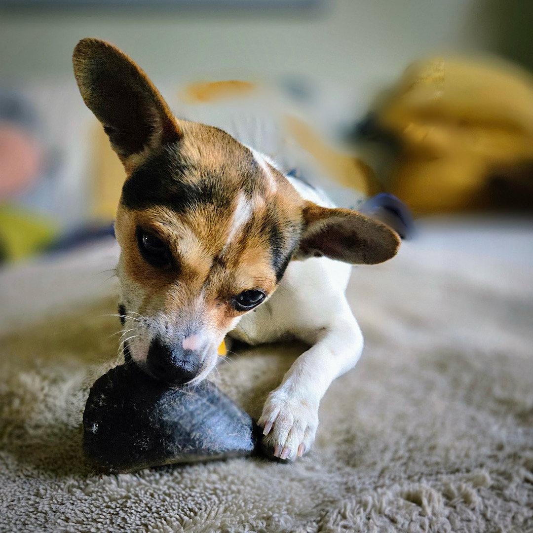 Enlarge Rio (VA), a Adopted mixed breed in Atlanta, GA image 3/3