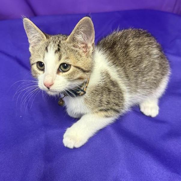 Spike, Adoptable, Kitten Male Domestic Medium Hair.