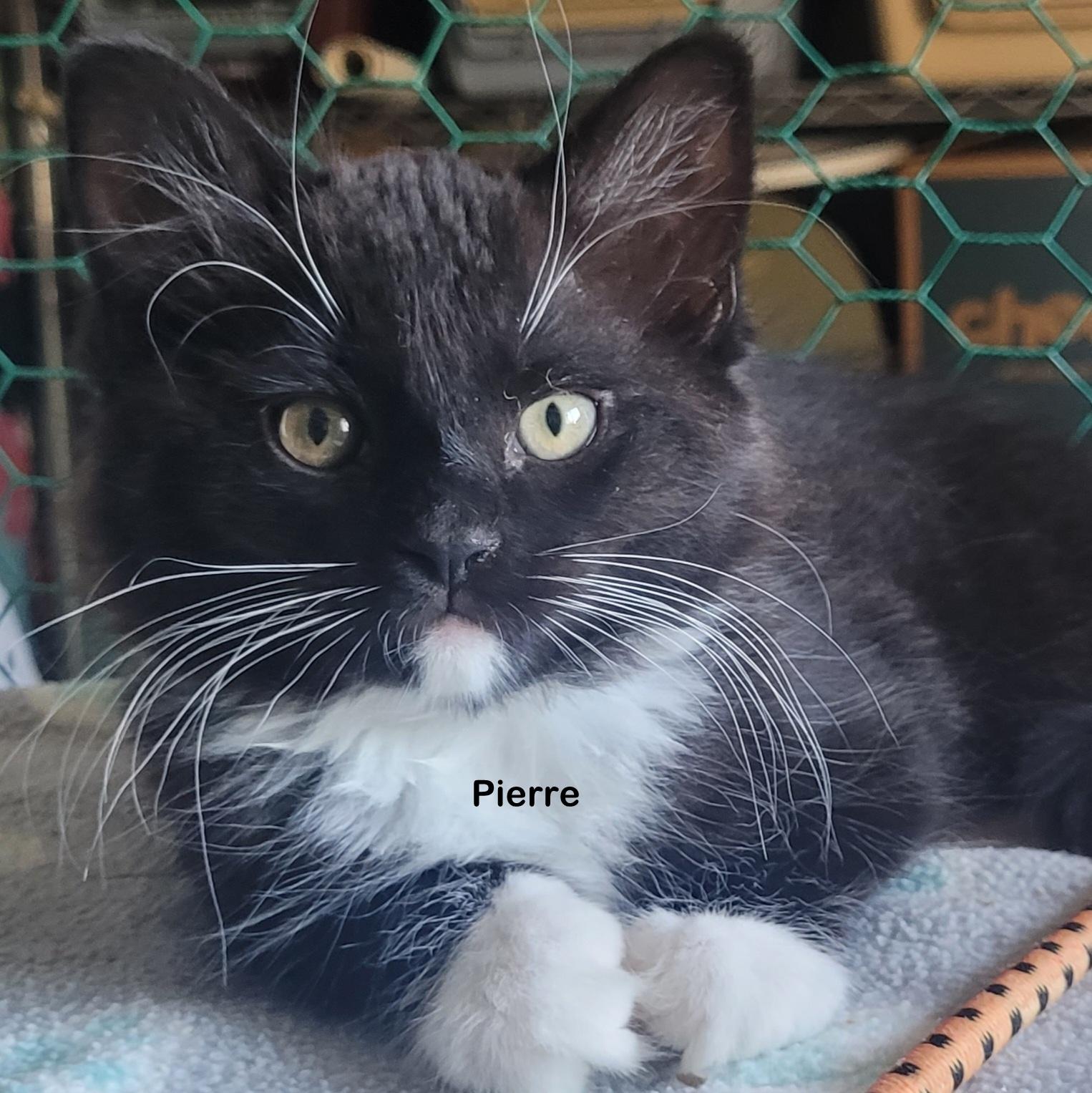 Pierre, Adoptable, Young Male Tuxedo & Domestic Medium Hair.