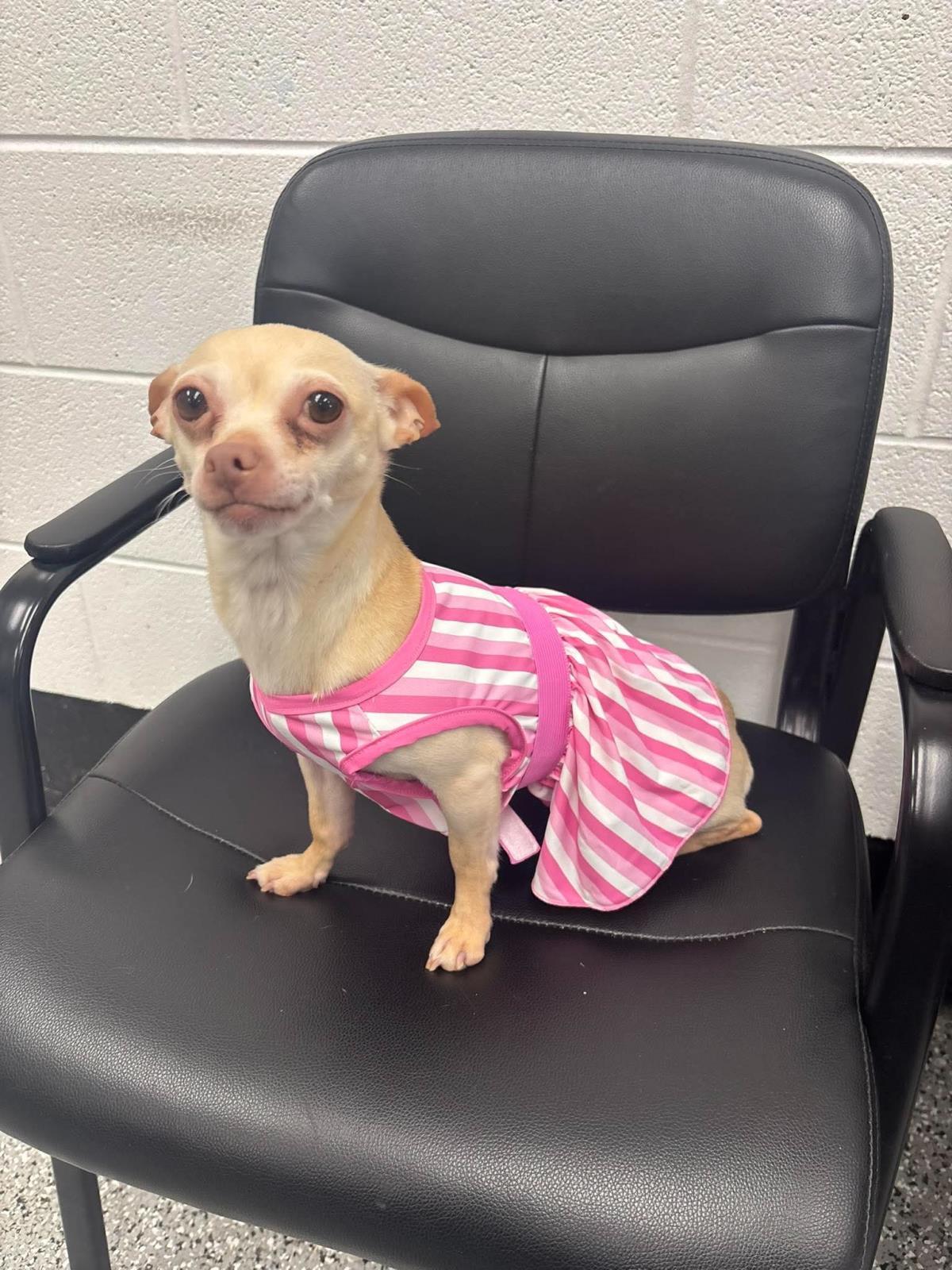 Enlarge Chicken Tender, a Adoptable mixed breed in Front Royal, VA image 1/1