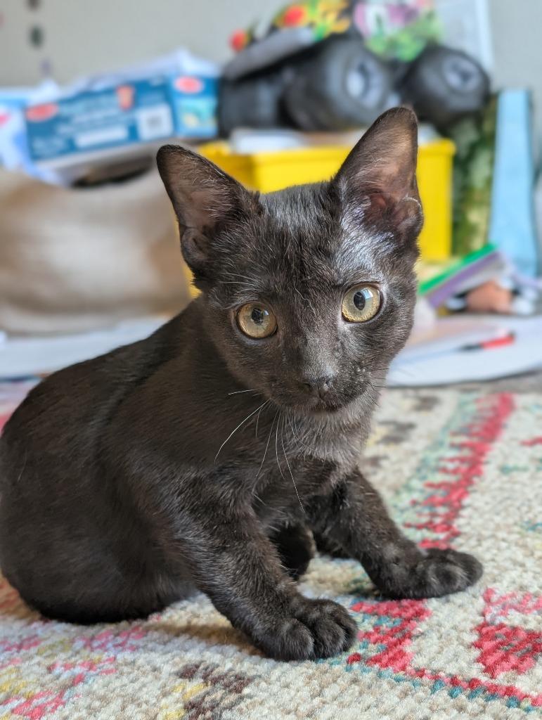 Salem, a Adoptable mixed breed in New Braunfels, TX image 1/2