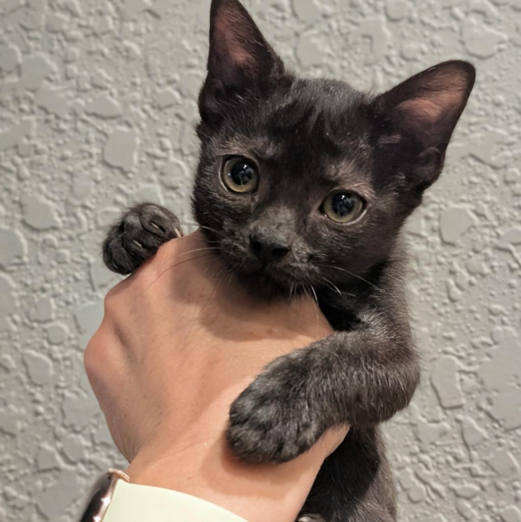 Salem, a Adoptable mixed breed in New Braunfels, TX image 2/2