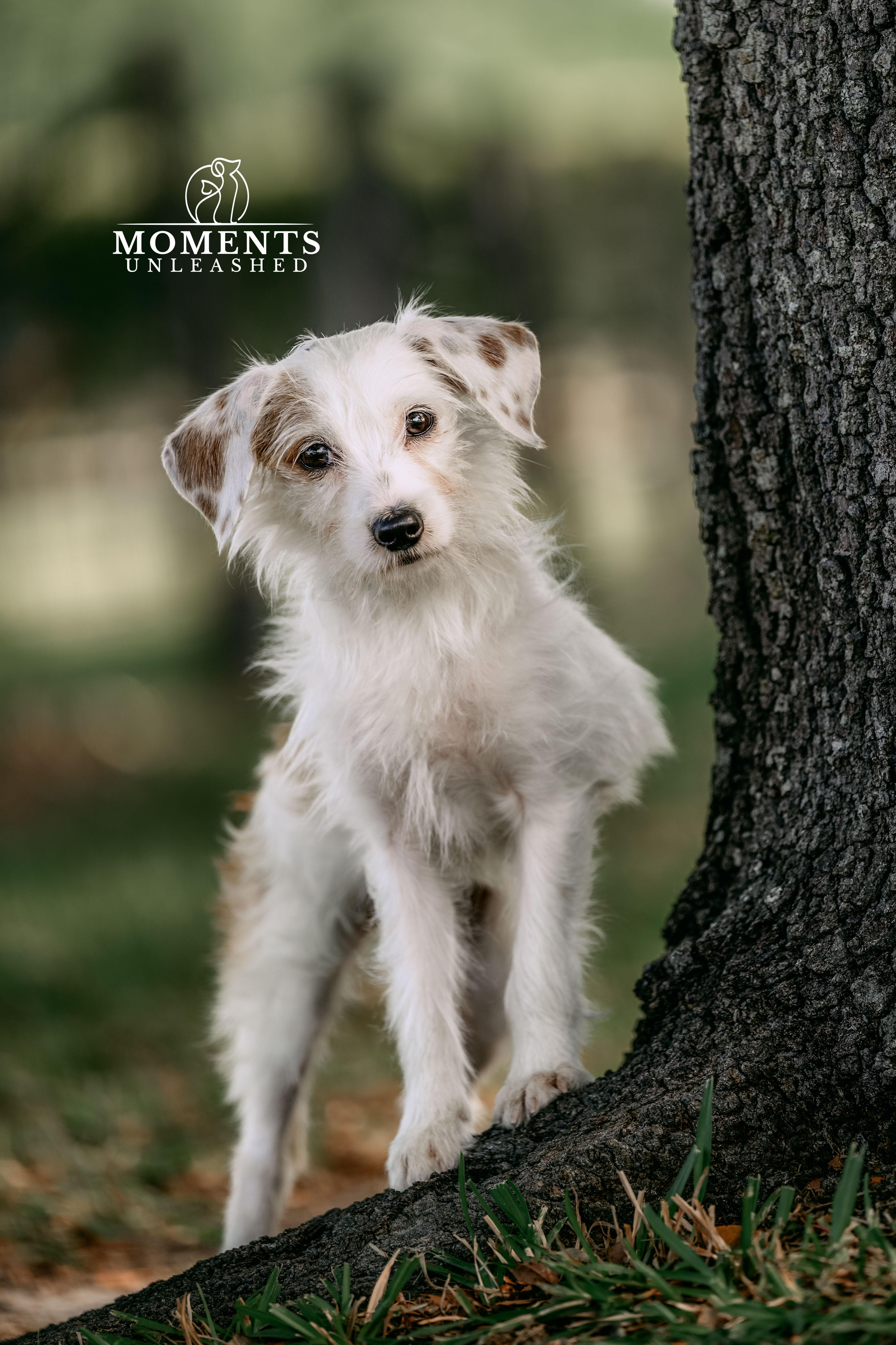 Marmalade, an adopted mixed breed in Myakka City, FL image 1/4