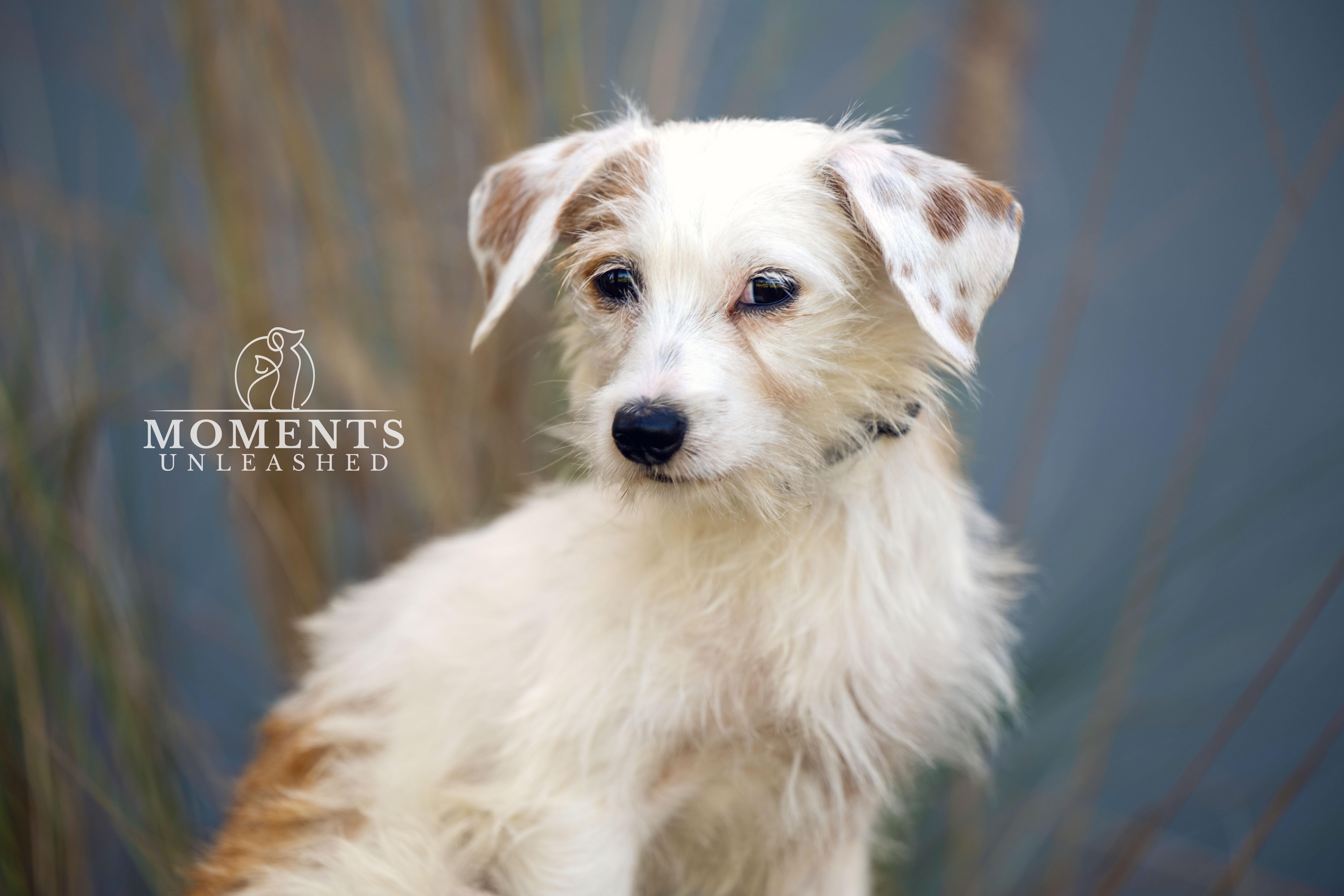 Marmalade, an adopted mixed breed in Myakka City, FL image 4/4