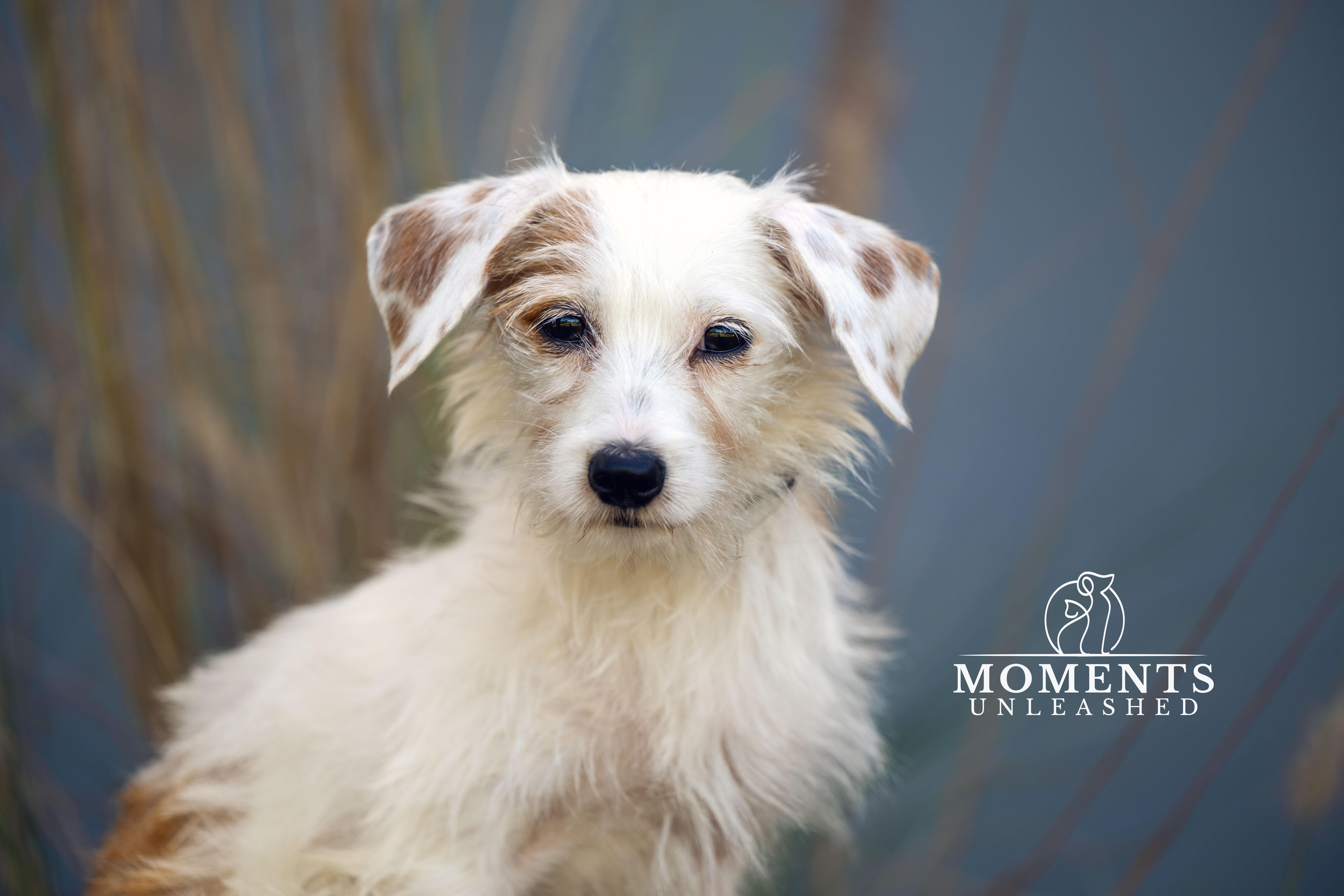 Marmalade, an adopted mixed breed in Myakka City, FL image 3/4