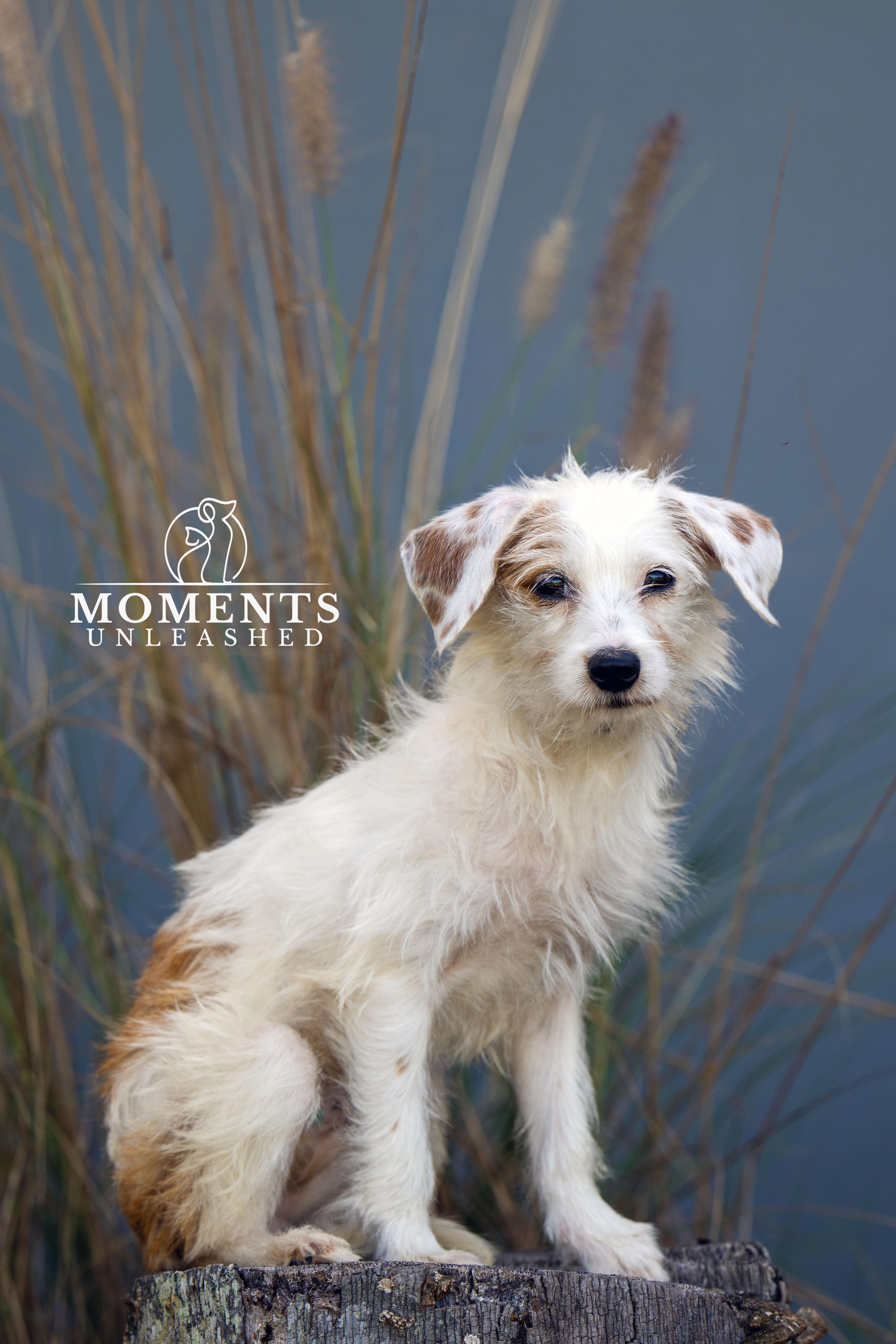 Marmalade, an adopted mixed breed in Myakka City, FL image 2/4