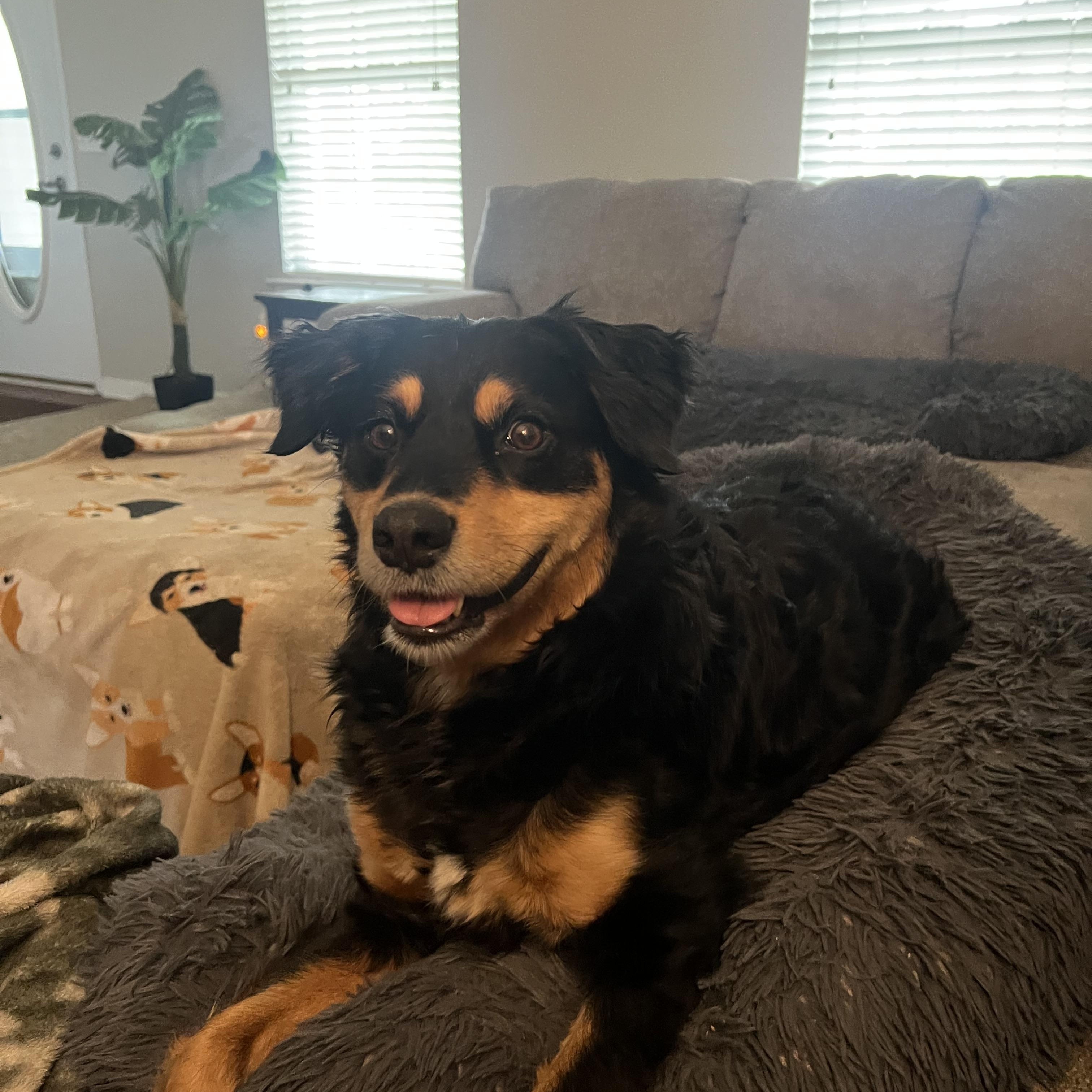 Lucy (Courtesy Post), ADOPTABLE, Senior Female Shepherd.