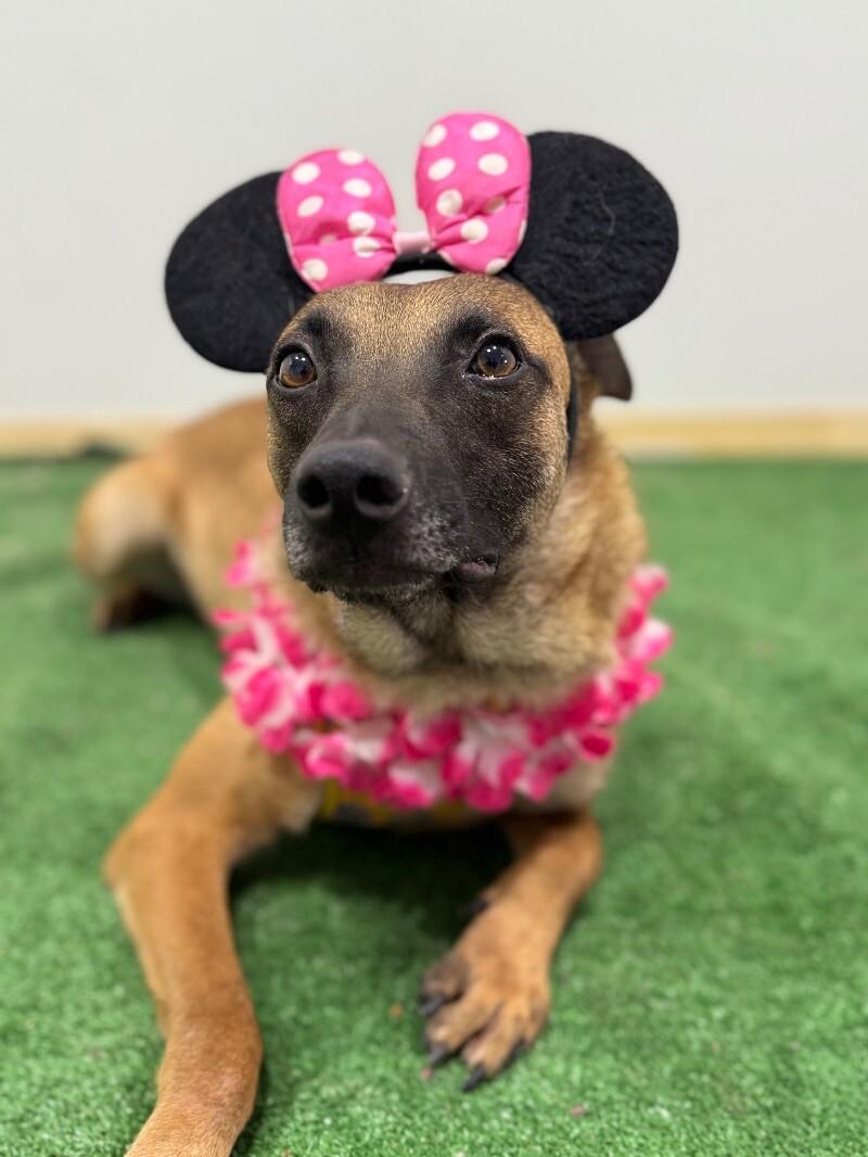 Joy, Young Female Belgian Shepherd / Malinois