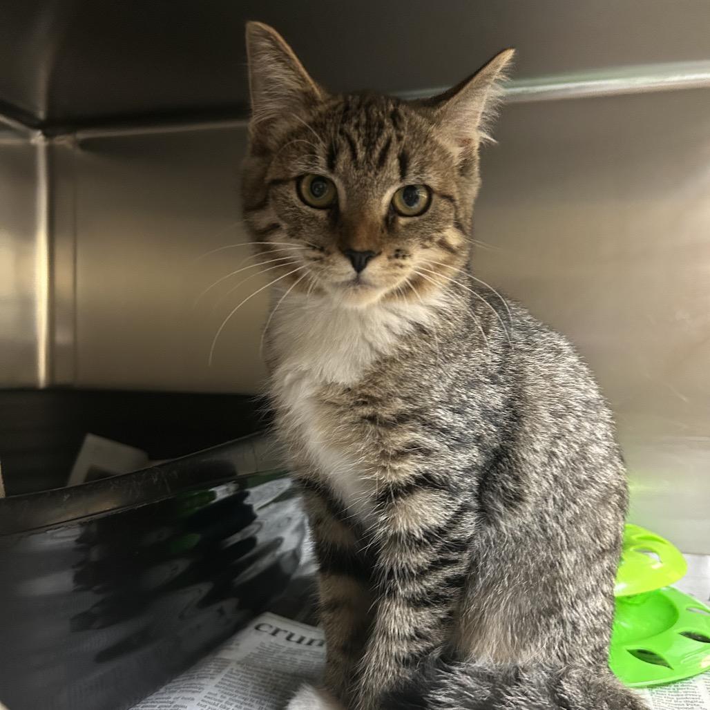 Catini, Adoptable, Kitten Female Domestic Short Hair.