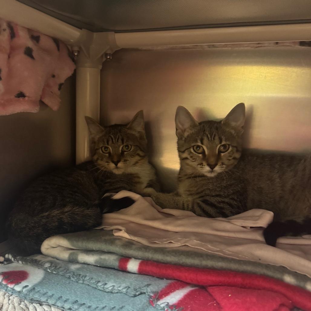 Enlarge Catini, a Adoptable Domestic Short Hair in Charlottesville, VA image 2/3