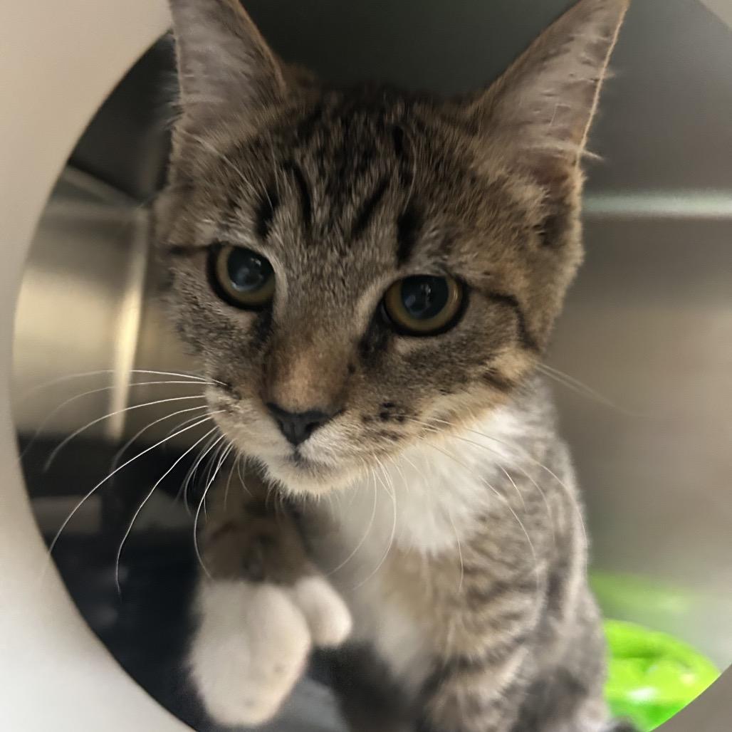Enlarge Catini, a Adoptable Domestic Short Hair in Charlottesville, VA image 3/3