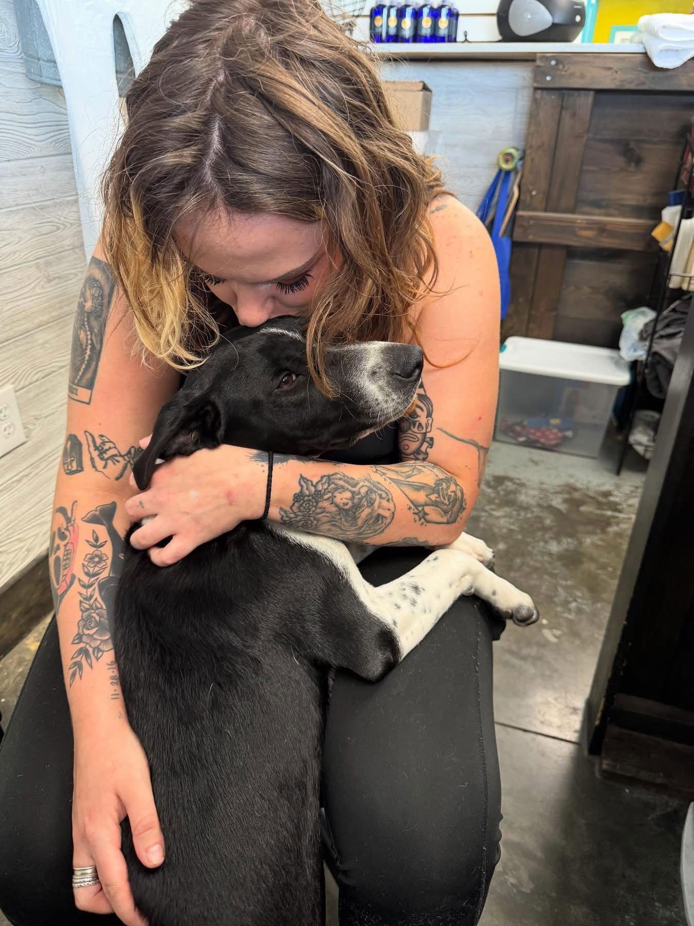 Moon Pie, Adopted, Young Male German Shorthaired Pointer.