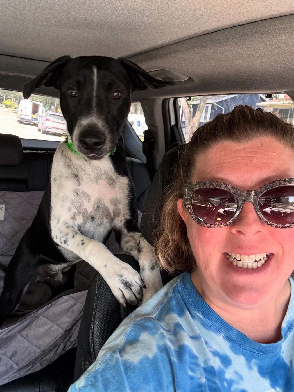 Moon Pie, a Adopted German Shorthaired Pointer in Merriam, KS image 2/3